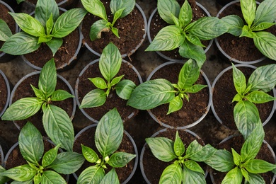 Fresh green seedlings growing in pots with soil, top view