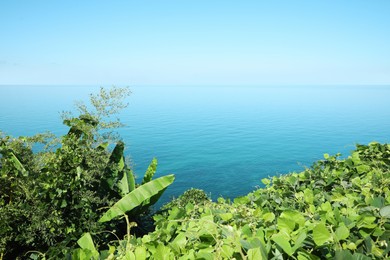 Picturesque view of sea and lush green plants