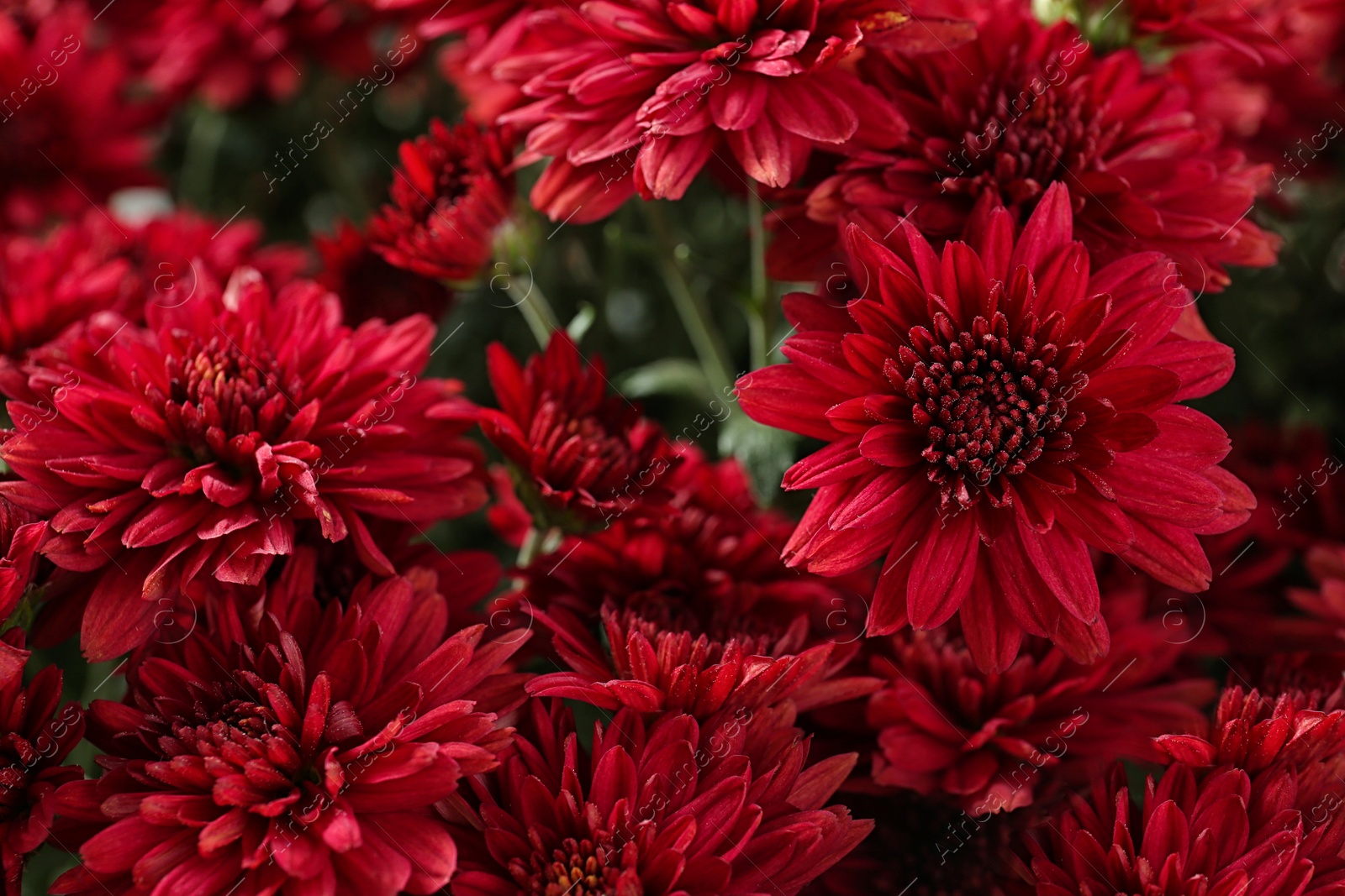 Photo of Beautiful red chrysanthemum flowers with leaves, closeup