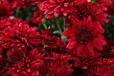 Beautiful red chrysanthemum flowers with leaves, closeup