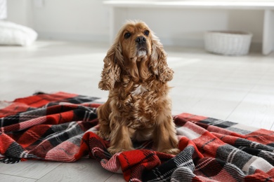 Photo of Cute English cocker spaniel dog with plaid on floor