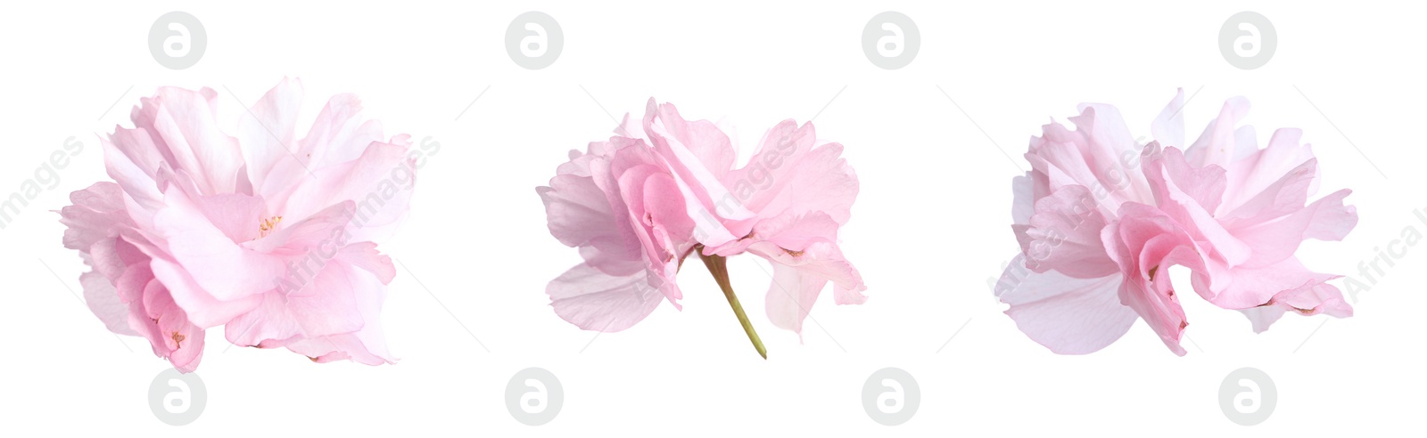 Image of Set of beautiful sakura blossoms on white background, banner design. Spring season