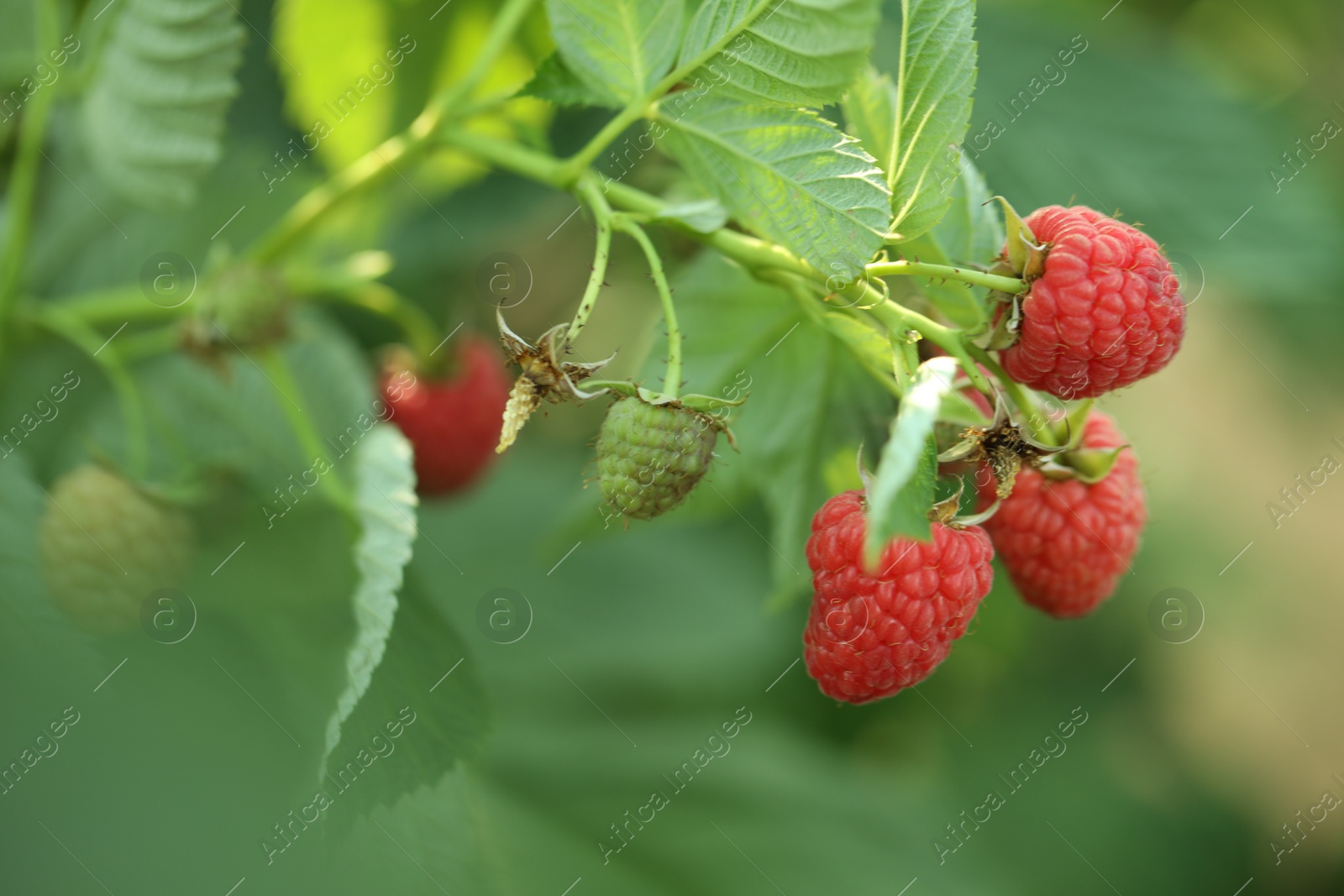 Photo of Raspberry bush with tasty ripe berries in garden, closeup