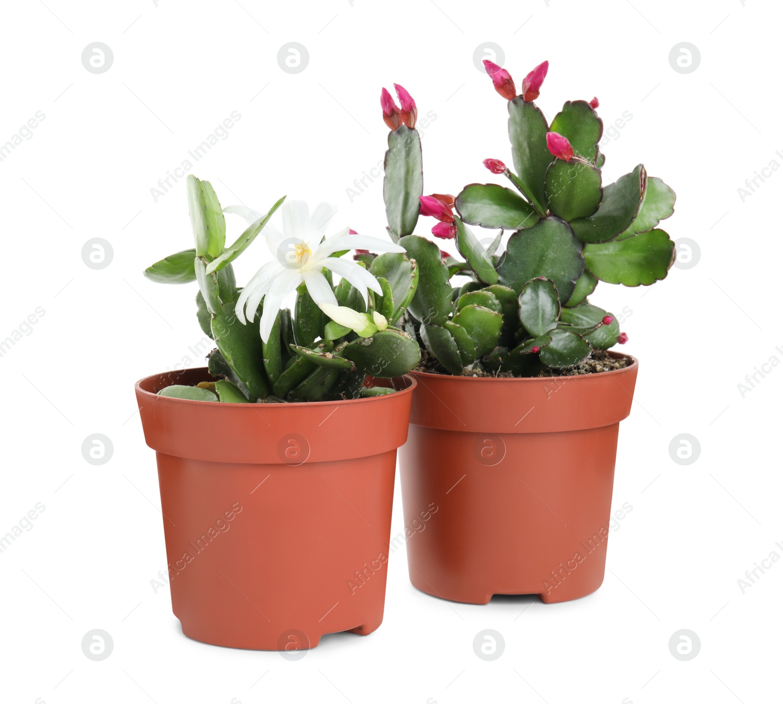Photo of Beautiful blooming Schlumbergeras (Christmas or Thanksgiving cacti) on white background