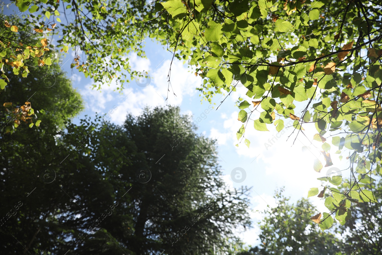 Photo of Beautiful trees growing under cloudy sky, bottom view