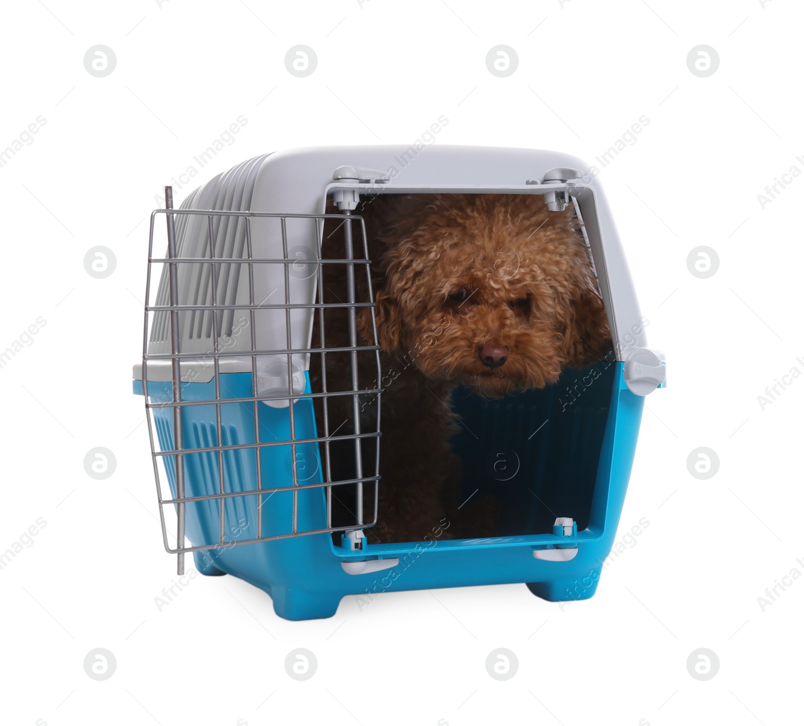 Photo of Travel with pet. Cute dog in carrier on white background