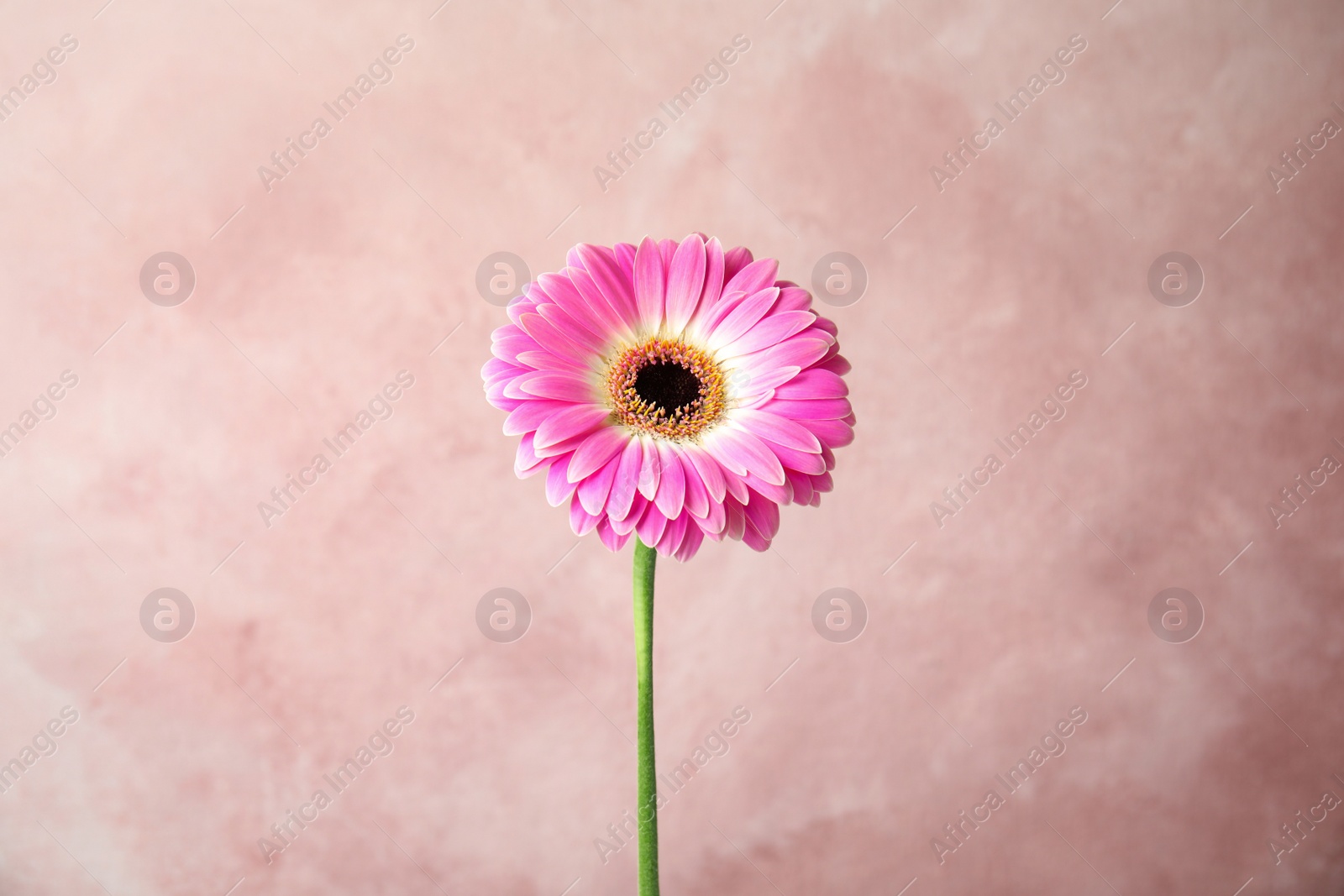 Photo of Beautiful bright gerbera flower on color background