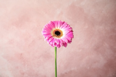 Photo of Beautiful bright gerbera flower on color background