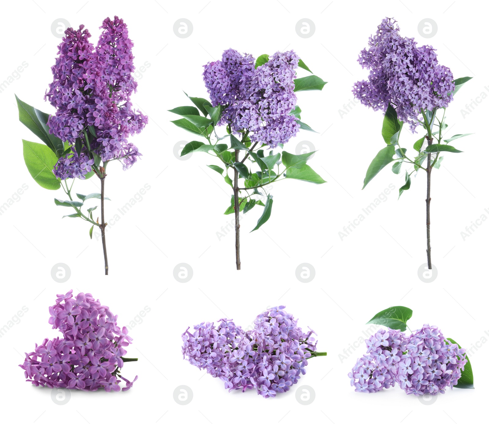 Image of Set of fragrant lilac flowers on white background