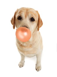 Cute Labrador Retriever dog blowing bubble gum on white background