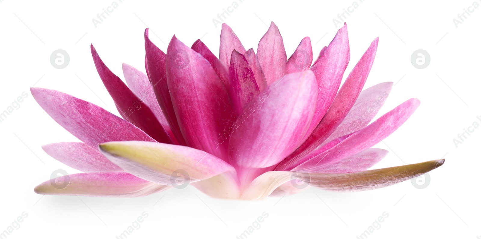 Image of Beautiful blooming lotus flower isolated on white