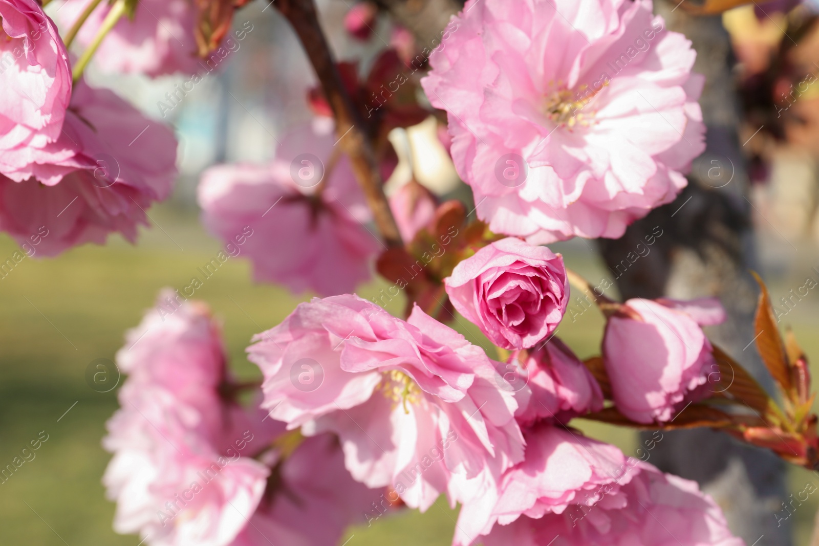 Photo of Closeup view of sakura tree with beautiful blossom outdoors. Japanese cherry