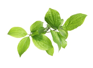 Photo of Branch with green leaves on white background