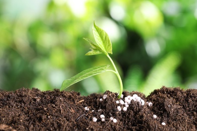 Fresh growing plant and fertilizer on soil against blurred background, space for text. Gardening time