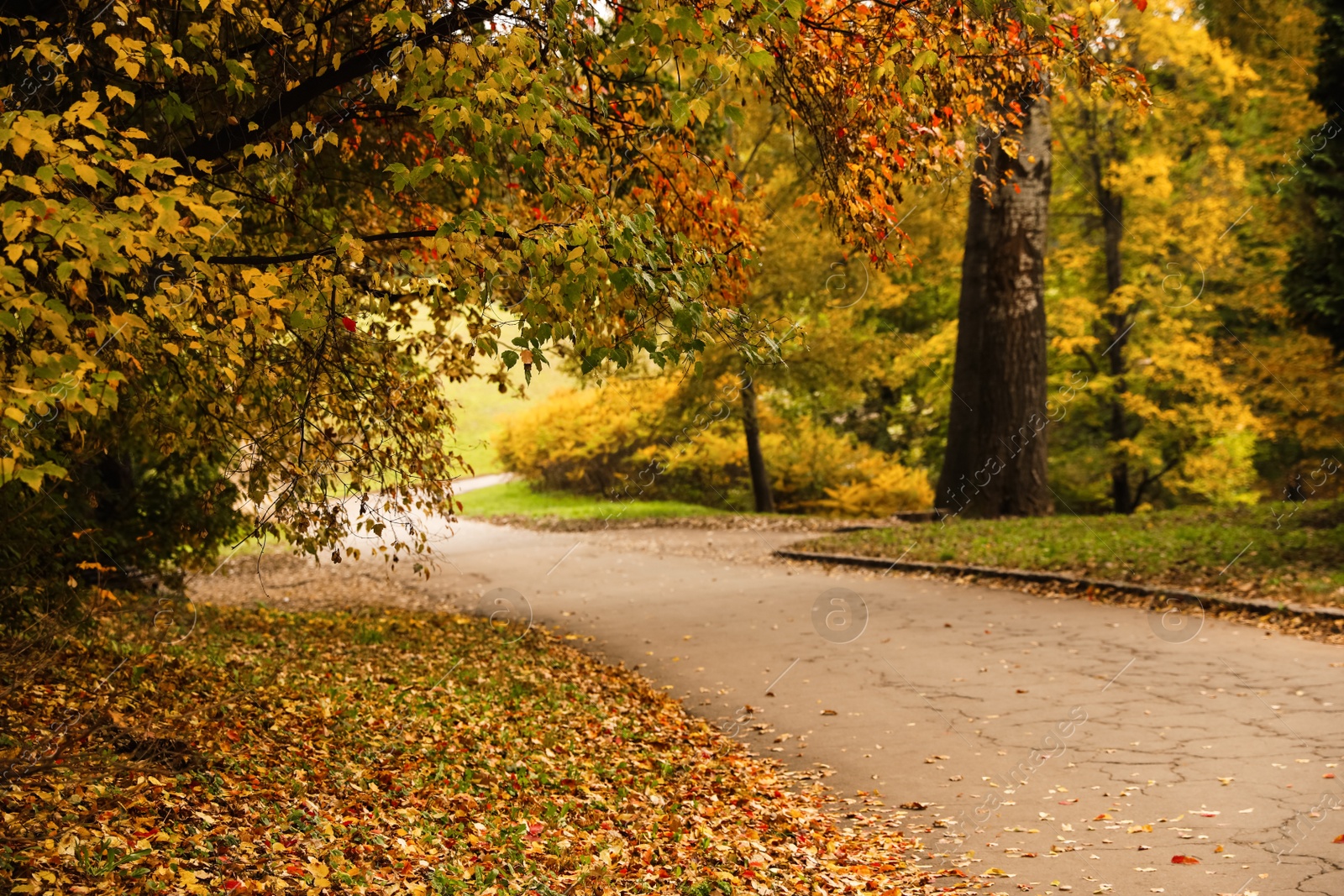 Photo of Beautiful view of park with trees on autumn day