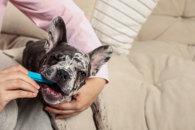 Photo of Woman brushing dog's teeth on sofa at home, closeup. Space for text