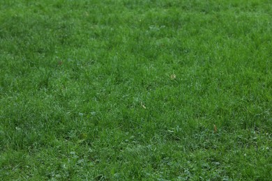 Fresh green grass growing outdoors in summer