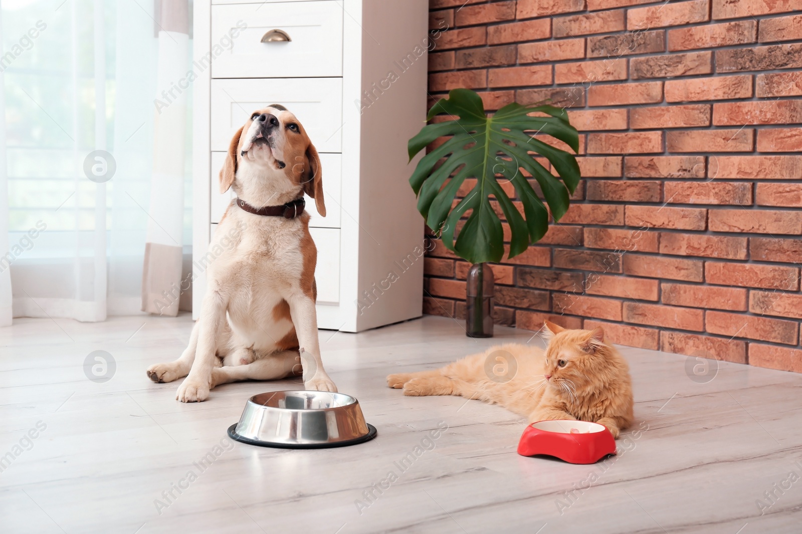 Photo of Adorable cat and dog near bowls at home. Animal friendship