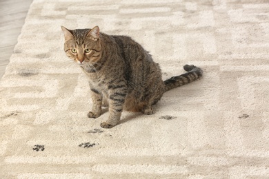 Photo of Cute cat leaving muddy paw prints on carpet