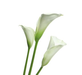 Photo of Beautiful calla lily flowers on white background