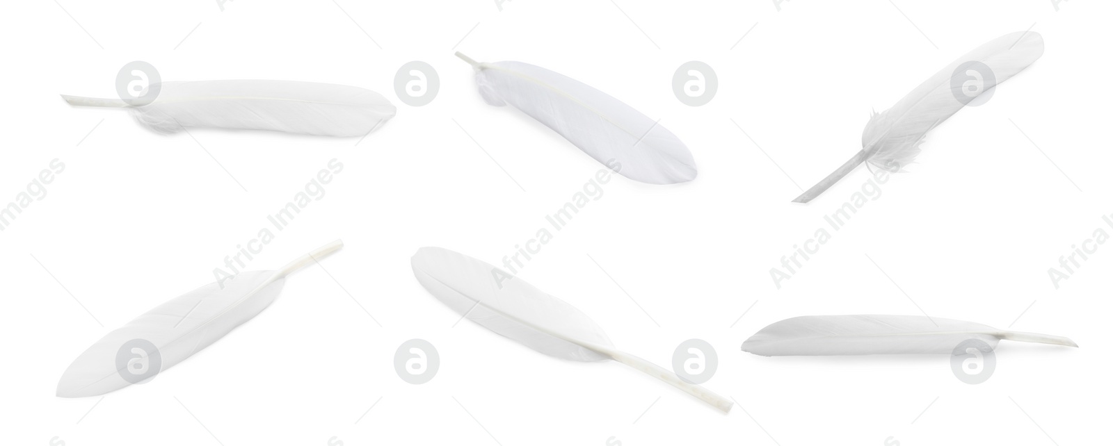 Image of Set with beautiful feathers on white background