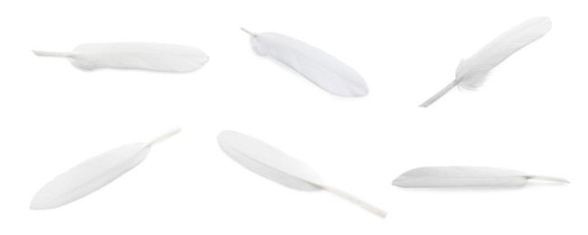 Image of Set with beautiful feathers on white background