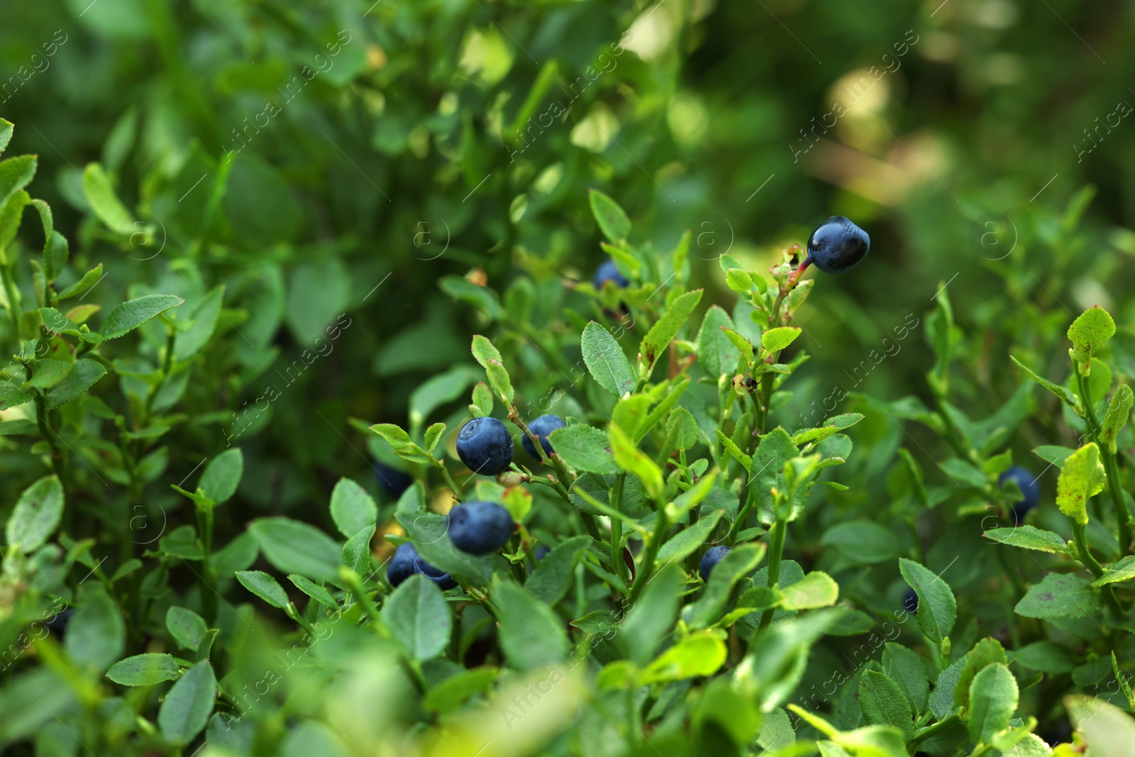 Photo of Ripe bilberries growing in forest, closeup. Seasonal berries