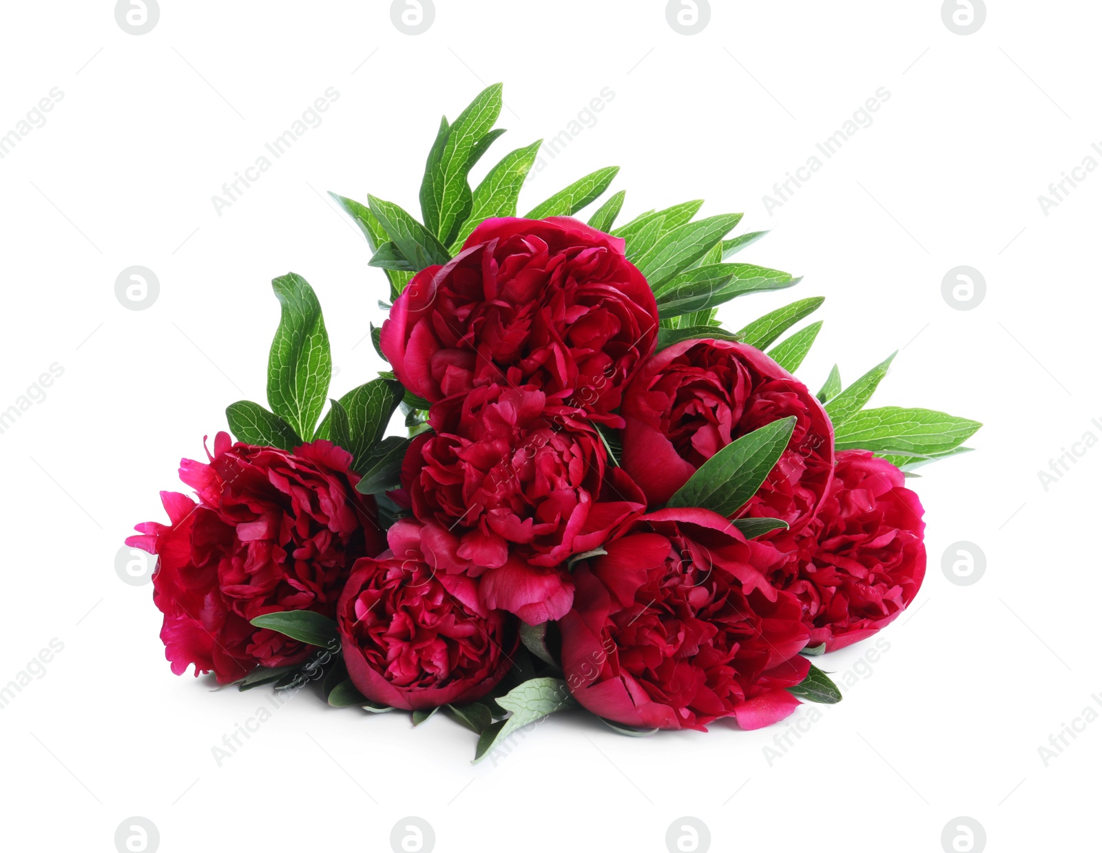 Photo of Bouquet of beautiful red peonies isolated on white