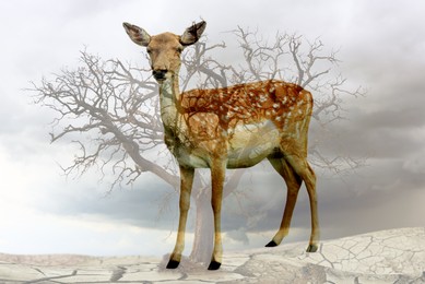 Double exposure of deer and dry tree among parched soil. Global warming, climate change