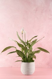 Photo of Blooming spathiphyllum in pot on pink wooden table. Beautiful houseplant