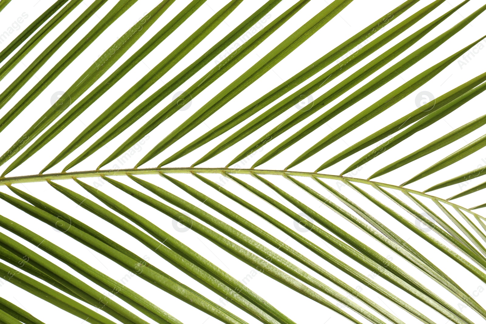 Photo of Green beautiful tropical leaf on white background, closeup