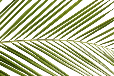 Photo of Green beautiful tropical leaf on white background, closeup