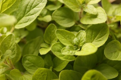 Photo of Green aromatic oregano as background, top view