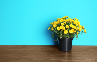 Photo of Beautiful potted chrysanthemum flowers on table against color background. Space for text