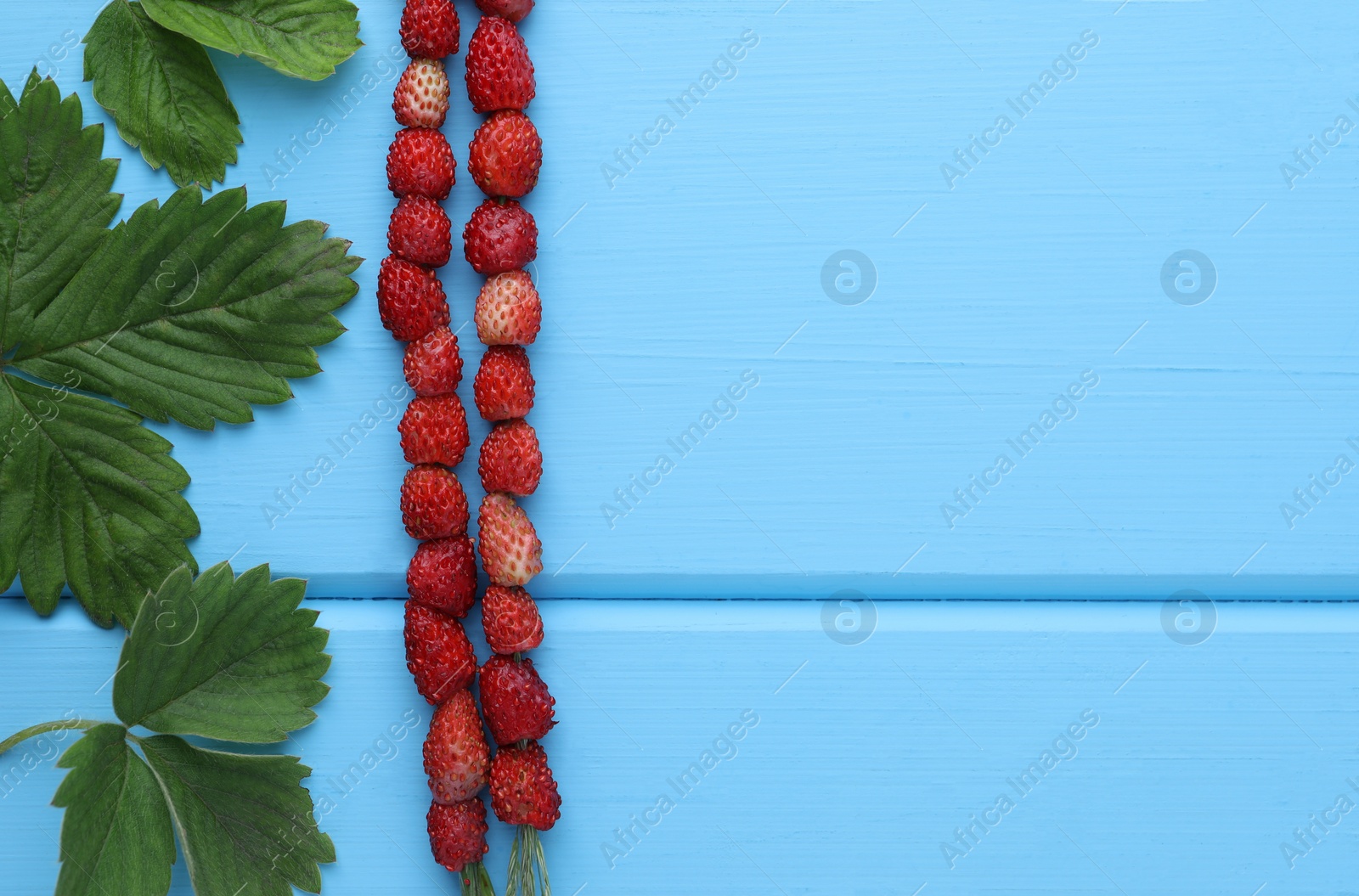 Photo of Grass stems with wild strawberries and leaves on light blue wooden table, flat lay. Space for text