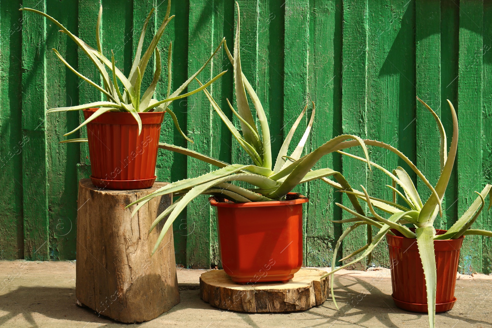 Photo of Flowerpots with aloe vera plants near green wooden wall outdoors