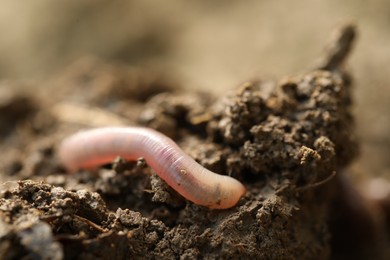 Photo of One worm in wet soil, closeup. Terrestrial invertebrates
