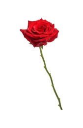 Photo of Beautiful fresh red rose isolated on white