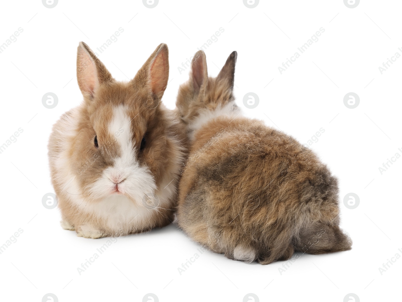 Photo of Cute fluffy pet rabbits isolated on white