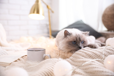 Photo of Birman cat and cup of drink on rug at home. Cute pet