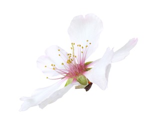 Photo of Beautiful spring tree blossom isolated on white