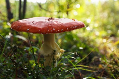 Fresh wild mushroom growing in forest, closeup. Space for text