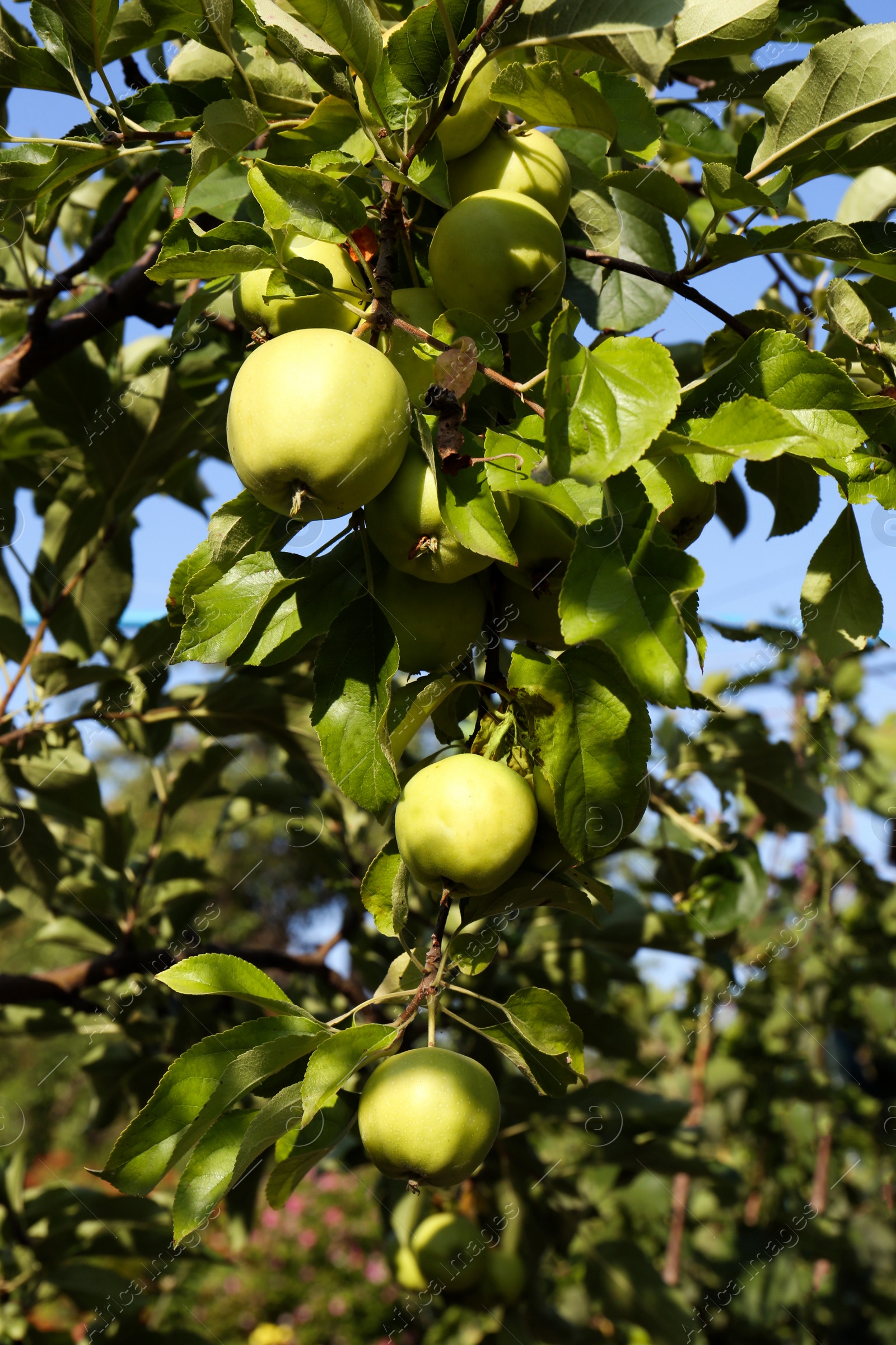 Photo of Apple tree with fresh and ripe fruits on sunny day