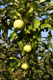 Apple tree with fresh and ripe fruits on sunny day