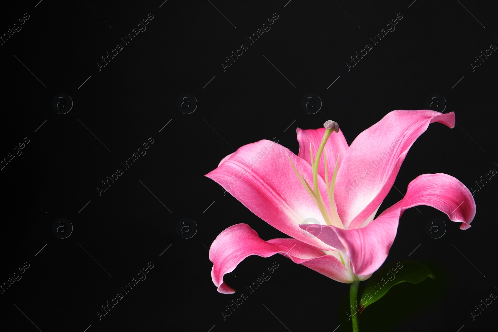 Photo of Beautiful pink lily flower on black background, closeup. Space for text
