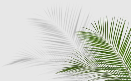 Image of Tropical leaves casting shadow on white background