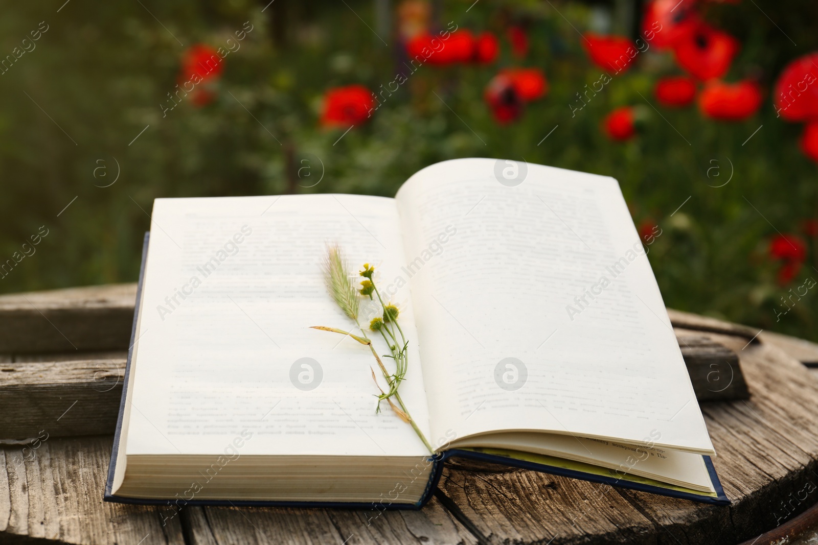 Photo of Open book with spike and chamomile flowers on wooden table outdoors