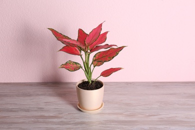 Beautiful Aglaonema plant in pot on wooden table against pink background. House decor