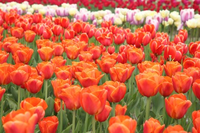 Beautiful colorful tulip flowers growing in field, selective focus