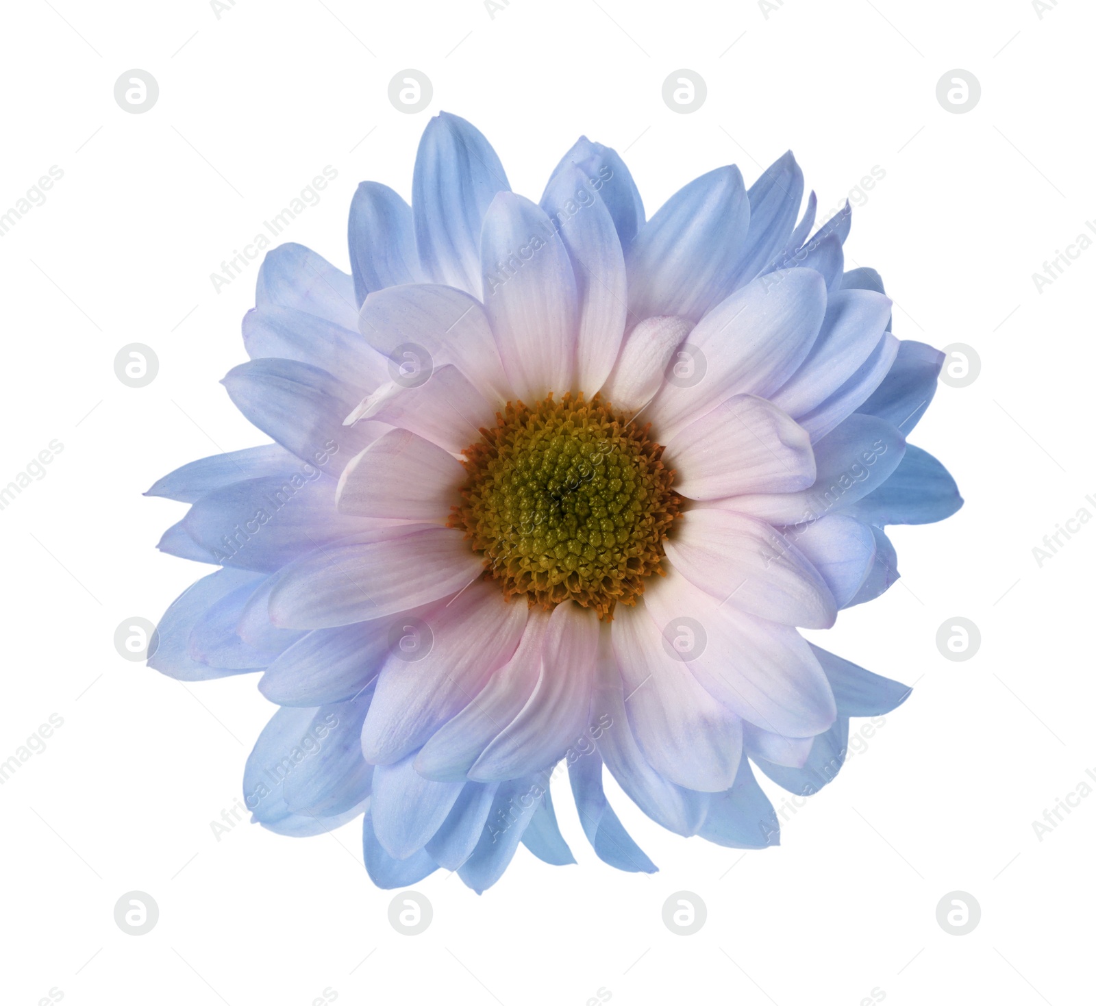 Image of Beautiful blooming chrysanthemum flower isolated on white